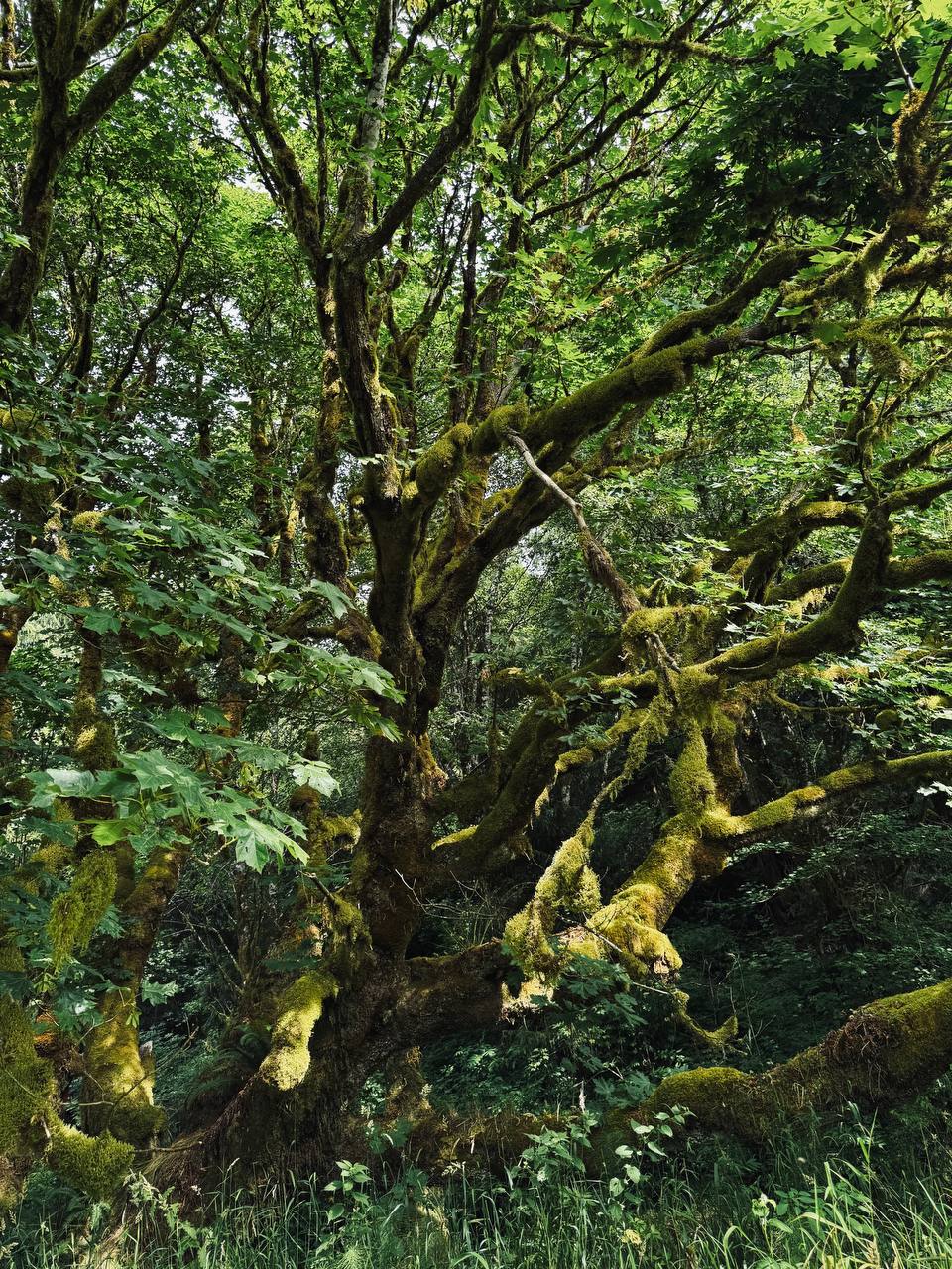 Our huge, sprawling, Grandmother Maple, her trunk and massive branches coated in moss.