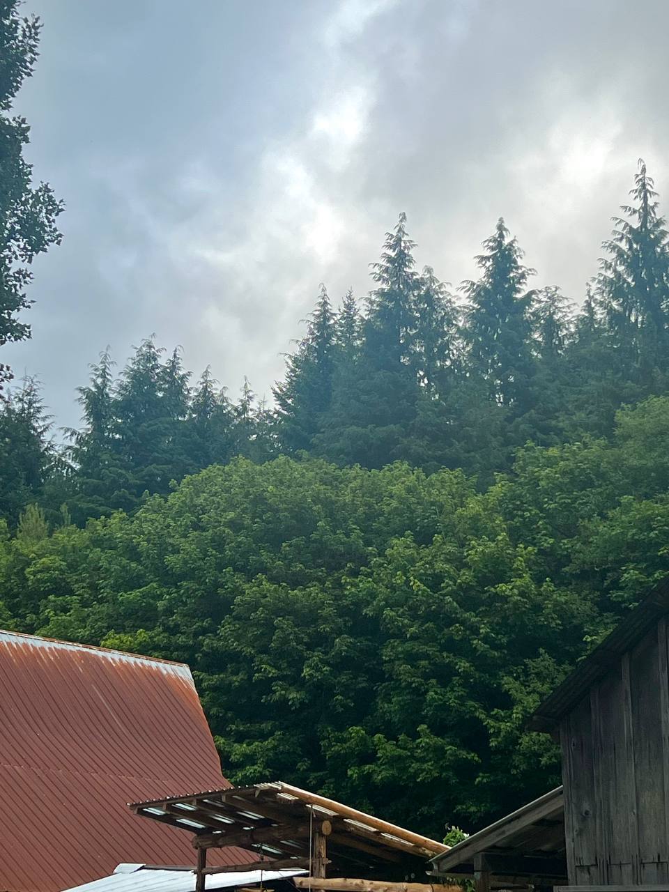 Evergreens stretch towards the sky behind the roof of Elkenmist's farm buildings.